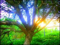 Hope Springs Eternal