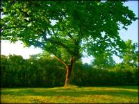 Hope Springs Eternal