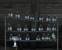 Escoge bien el pajarito...