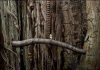 Samorost 2