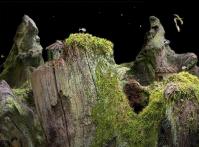 Samorost