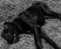 Hound of the Baskervilles